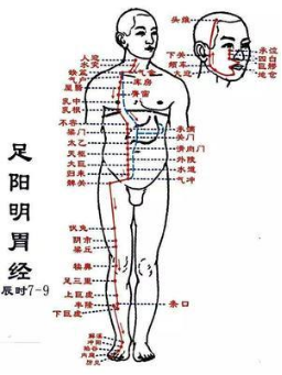 胃经穴位图