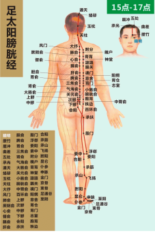 足太阳膀胱经循行图