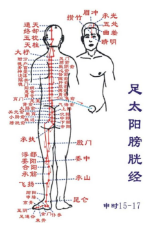 足太阳膀胱经五腧穴表