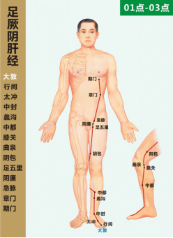 足厥阴肝经循行图
